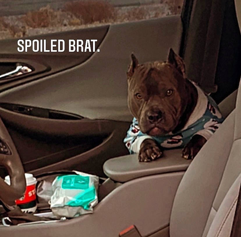 Magic joined the competition — help win amazing prizes! auto_part, automotive_design, automotive_exterior, automotive_lighting, automotive_mirror, bulldog, car, car_seat, car_seat_cover, carnivore, companion_dog, dog, dog_breed, family_car, fawn, motor_vehicle, personal_luxury_car, snout, vehicle, vehicle_door