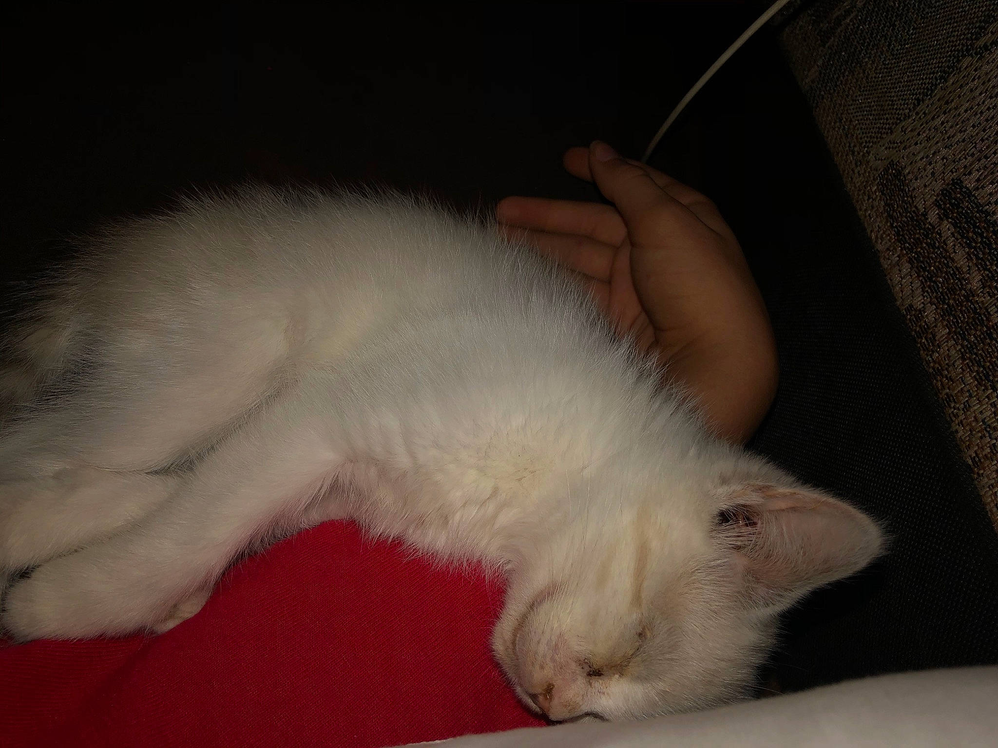 Ollie is registered to the contest to win money with this photo: balinese, burmilla, carnivore, cat, claw, colorpoint_shorthair, domestic_long_haired_cat, felidae, fur, khao_manee, kitten, mammal, ragdoll, small_to_medium_sized_cats, tail, turkish_angora, turkish_van, vertebrate, whiskers