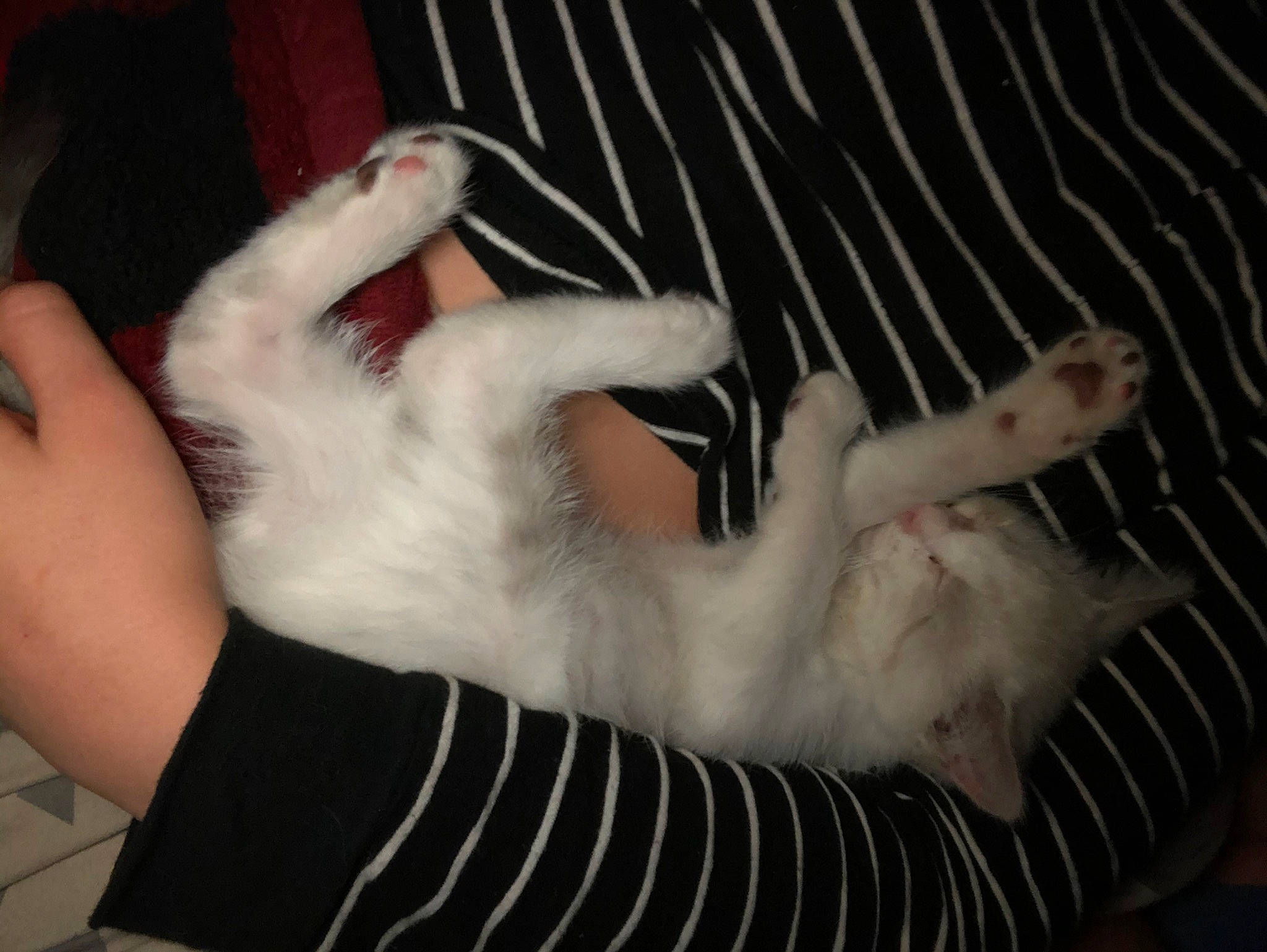 Ollie is registered to the contest to win money with this photo: carnivore, cat, claw, felidae, hand, kitten, nail, paw, polydactyl_cat, small_to_medium_sized_cats, tail, turkish_angora, whiskers