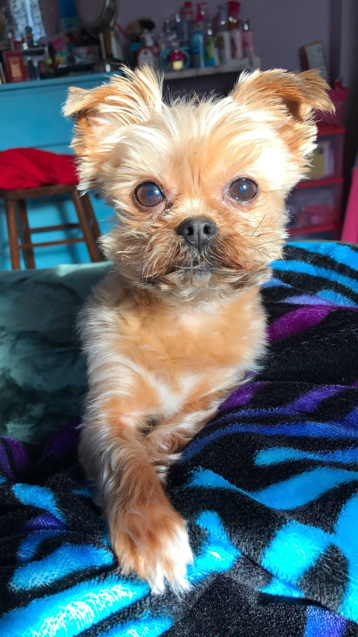 Roger joined the competition — help win amazing prizes! canidae, carnivore, chinese_imperial_dog, companion_dog, dog, dog_breed, fawn, maltepoo, mammal, morkie, pekapoo, puppy, rare_breed_dog, small_terrier, snout, sporting_group, toy_dog, vertebrate, yorkipoo, yorkshire_terrier