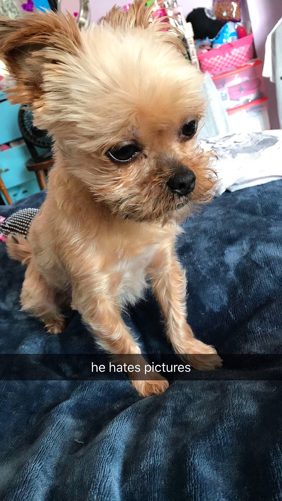 Roger joined the competition — help win amazing prizes! bolonka, canidae, carnivore, chinese_imperial_dog, companion_dog, dog, dog_breed, maltepoo, mammal, morkie, pekapoo, poodle_crossbreed, puppy, schnoodle, shih_tzu, snout, toy_dog, vertebrate, yorkipoo, yorkshire_terrier