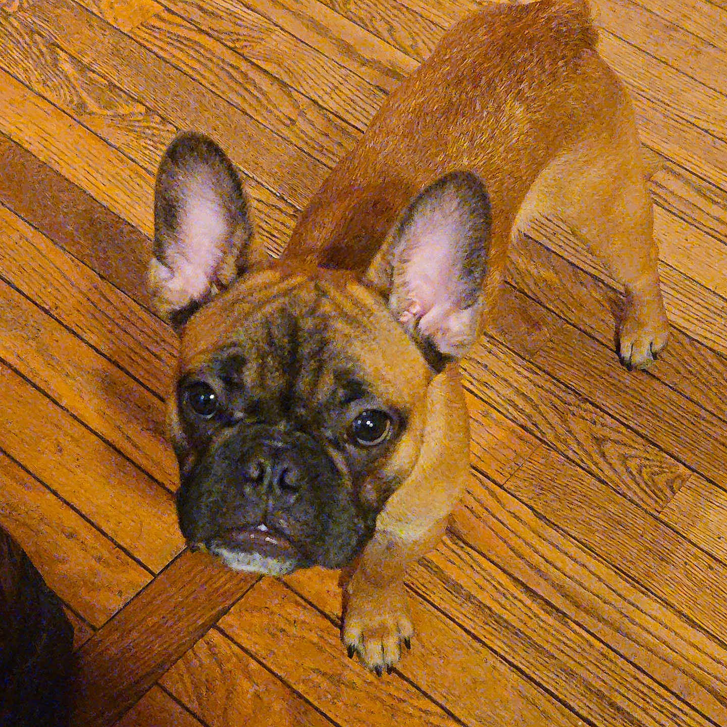 Ramsey joined the competition — help win amazing prizes! animal, brown, canine, companion, cute, dog, domestic, ears, expression, eyes, flooring, french_bulldog, indoor, looking_up, paw, pet, short_hair, small_dog, standing, wooden_floor
