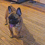 Ramsey joined the competition — help win amazing prizes! dog, french_bulldog, wooden_floor, indoor, pet, animal, tongue_out, canine, flooring, home, domestic, small_dog, ears, standing, shadow, brown, light, playful, tired, cute