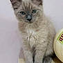 kitten, cat, gray_fur, blue_eyes, sitting, wooden_surface, indoor, pet, cute, feline, young_animal, whiskers, ears, nose, paws, domestic_animal, fur, animal_portrait, still_life, background
