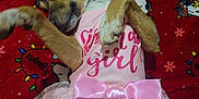 Beanie is registered to the contest to win money with this photo: dog, pet, pink_dress, bow, blanket, snoopy, red_background, cute, small_dog, lying_down, paws_up, playful, animal_clothing, tutu, indoor, fur, puppy, decorative, costume, adorable