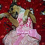 dog, pet, pink_dress, bow, blanket, snoopy, red_background, cute, small_dog, lying_down, paws_up, playful, animal_clothing, tutu, indoor, fur, puppy, decorative, costume, adorable