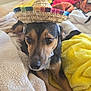 Beanie joined the competition — help win amazing prizes! dog, sombrero, hat, blanket, cozy, indoors, brown, black, fur, pet, cute, resting, animal, soft, texture, closeup, expression, eyes, face, comfort