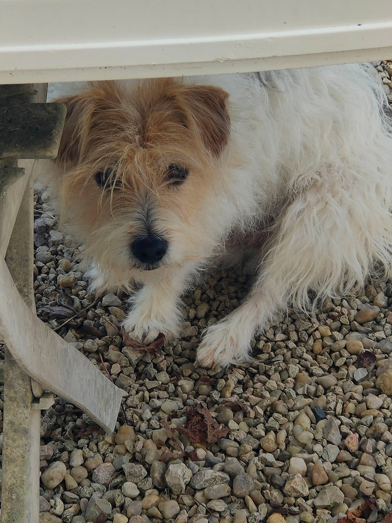 Olaf participe au concours pour gagner de l'argent avec cette photo : art, canidae, carnivore, cobblestone, companion_dog, dog, dog_breed, fawn, flooring, fur, rock, small_terrier, soil, sporting_group, terrestrial_animal, terrier, toy_dog, wood, working_animal, working_terrier