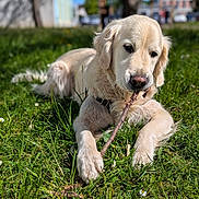 Saturne participe au concours pour gagner de l'argent avec cette photo : dog, golden_retriever, puppy, grass, stick, outdoor, sunlight, nature, animal, pet, canine, chewing, relaxed, daytime, greenery, collar, fur, closeup, playful, summer