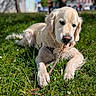 dog, golden_retriever, puppy, grass, stick, outdoor, sunlight, nature, animal, pet, canine, chewing, relaxed, daytime, greenery, collar, fur, closeup, playful, summer