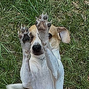 Nugget joined the competition — help win amazing prizes! dog, paws, nose, ears, tail, grass, lawn, jumping, standing, playful, pet, outdoor, motion_blur, portrait, front_legs, ground, smiling, active, fur, canine