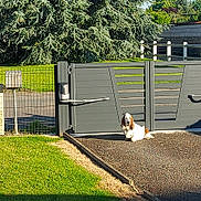 Pin Up participe au concours pour gagner de l'argent avec cette photo : animal, canine, daytime, dog, fence, gate, grass, greenery, house, nature, outdoor, pet, quiet, relaxing, residential, shadow, suburb, sunlight, tree, yard