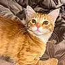 Sunny joined the competition — help win amazing prizes! cat, kitten, orange_tabby, fur, whiskers, ears, nose, eyes, pet, animal, cute, domestic, feline, lying_down, bed, blanket, soft, indoor, close_up, young