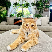 Sunny is registered to the contest to win money with this photo: cat, orange_tabby, pet, feline, indoor, living_room, sofa, couch, plants, greenery, curtains, window, cozy, relaxed, stretching, fur, whiskers, collar, home_decor, natural_light