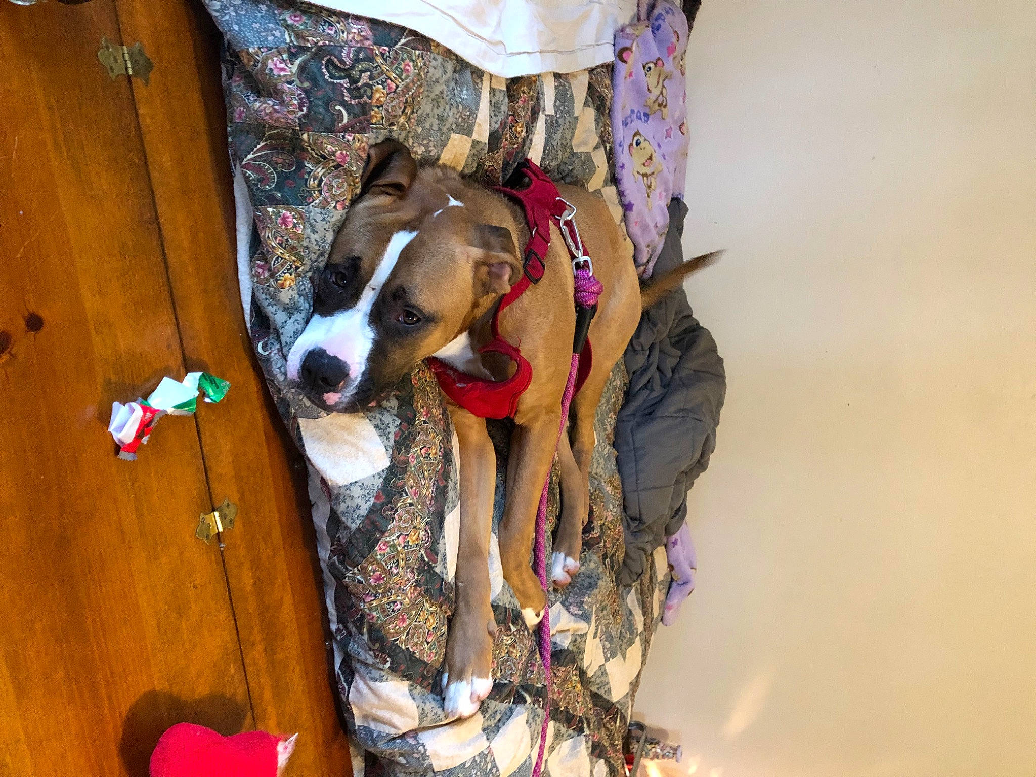 Caeser joined the competition — help win amazing prizes! adventure, bag, canidae, carnivore, collar, companion_dog, dog, dog_breed, dog_collar, dog_supply, fashion_accessory, fawn, hardwood, leash, luggage_and_bags, pet_supply, sporting_group, window, wood, working_animal