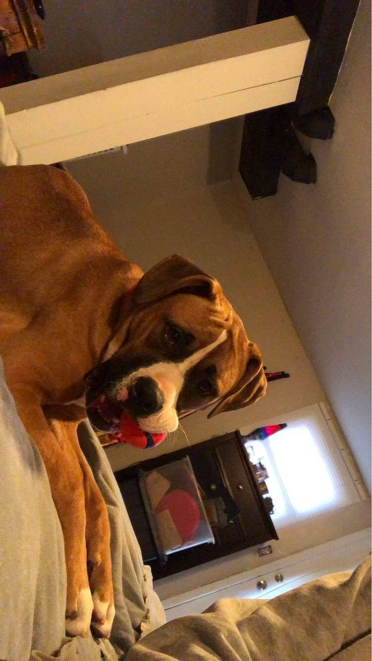 Caeser is registered to the contest to win money with this photo: brown, canidae, carnivore, ceiling, collar, comfort, companion_dog, dog, dog_breed, dog_supply, fawn, flooring, fur, hardwood, liver, pet_supply, room, sporting_group, wood, working_animal