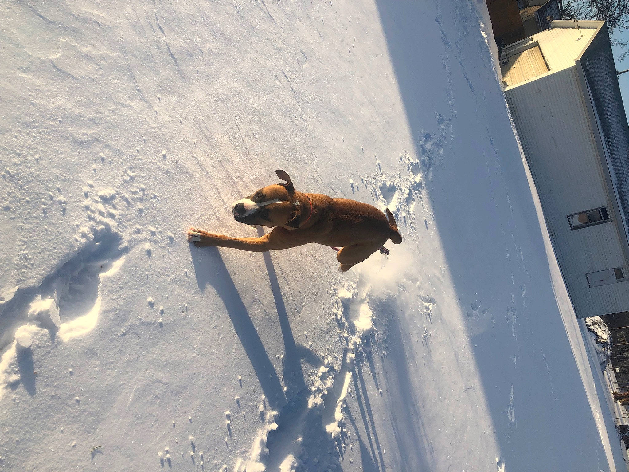 Caeser is registered to the contest to win money with this photo: asphalt, canidae, carnivore, concrete, dog, dog_breed, freezing, fun, landscape, recreation, road_surface, shadow, slope, snout, snow, sporting_group, tail, tints_and_shades, winter, wood