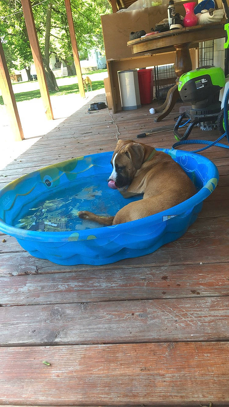 Caeser joined the competition — help win amazing prizes! boats_and_boating_equipment_and_supplies, carnivore, comfort, companion_dog, dog, dog_bed, dog_breed, dog_supply, fawn, flooring, hardwood, houseplant, leisure, liver, plant, recreation, shade, sporting_group, wood, working_animal