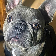 Stitch is registered to the contest to win money with this photo: animal, brown, canine, close_up, companion, cute, dog, domestic_animal, ears, eyes, face, french_bulldog, fur, harness, indoor, looking_up, mammal, pet, portrait, snout