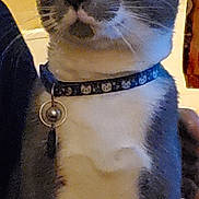 Whisper joined the competition — help win amazing prizes! animal, bell, cat, closeup, collar, curious, domestic_cat, ears, feline, fur, gray_cat, hand, indoor, looking_away, pet, switch, wall, warm_lighting, whiskers, white_chest