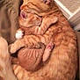 cat, kitten, orange_tabby, sleeping, cuddling, pets, animal, fur, cute, adorable, resting, domestic_cat, whiskers, paw, tail, indoor, close_up, snuggling, relaxation, mammal