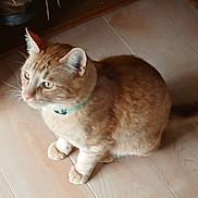 Tigger is registered to the contest to win money with this photo: cat, ginger_cat, pet, indoor, floor, wooden_floor, collar, animal, feline, domestic_cat, sitting, fur, whiskers, ears, tail, shoes, light, shadow, focus, curious