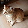 cat, ginger_cat, pet, indoor, floor, wooden_floor, collar, animal, feline, domestic_cat, sitting, fur, whiskers, ears, tail, shoes, light, shadow, focus, curious
