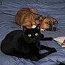 black_cat, brown_dog, bed, blue_bedspread, animal, pet, indoor, resting, feline, canine, lying_down, yellow_eyes, relaxed, cozy, domestic_animals, fur, ears, whiskers, snout, paws