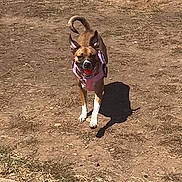 Brownie Bite is registered to the contest to win money with this photo: active, animal, brown_dog, canine, daytime, dirt, dog, ears, energetic, grass_edge, nature, outdoor, pet, pink_harness, playful, running, shadow, sidewalk, sunny, tail