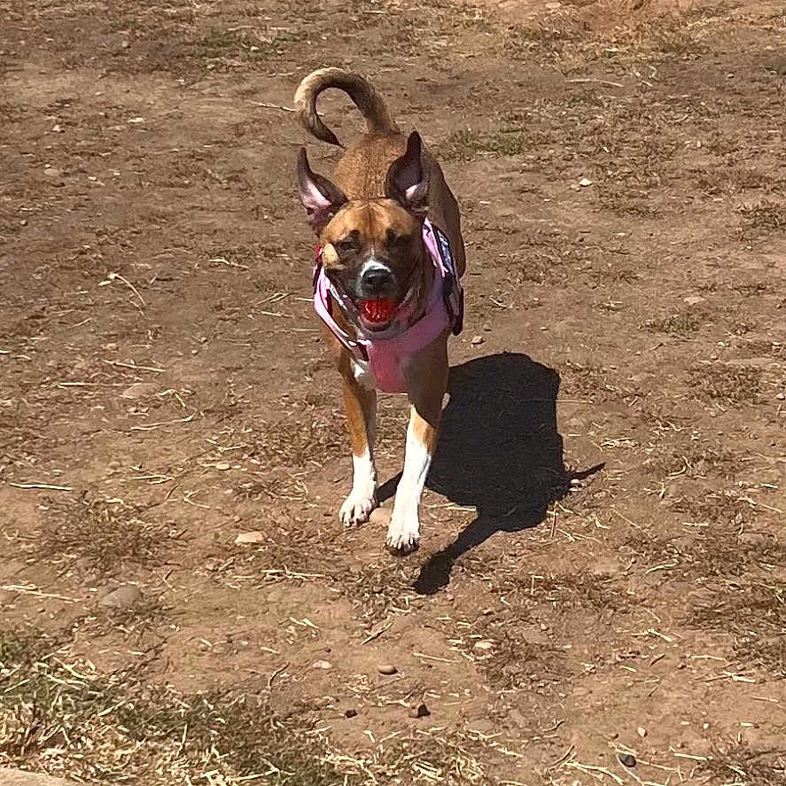 Brownie Bite is registered to the contest to win money with this photo: active, animal, brown_dog, canine, daytime, dirt, dog, ears, energetic, grass_edge, nature, outdoor, pet, pink_harness, playful, running, shadow, sidewalk, sunny, tail
