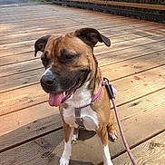 Brownie Bite joined the competition — help win amazing prizes! dog, leash, wooden_bridge, outdoor, sunny, happy, tongue_out, brown_dog, white_paws, nature, trees, pathway, fence, pet, canine, sitting, daytime, animal, collar, playful
