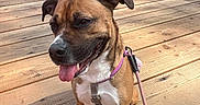 Brownie Bite joined the competition — help win amazing prizes! animal, brown_dog, canine, collar, daytime, dog, fence, happy, leash, nature, outdoor, pathway, pet, playful, sitting, sunny, tongue_out, trees, white_paws, wooden_bridge