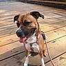 dog, leash, wooden_bridge, outdoor, sunny, happy, tongue_out, brown_dog, white_paws, nature, trees, pathway, fence, pet, canine, sitting, daytime, animal, collar, playful