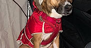 Brownie Bite joined the competition — help win amazing prizes! dog, pet, car_interior, red_coat, leash, seat_cover, back_seat, brown_dog, white_paws, canine, winter_clothing, animal, domestic_animal, vehicle, pet_accessory, fur_hood, calm, sitting, night, indoor