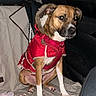 dog, pet, car_interior, red_coat, leash, seat_cover, back_seat, brown_dog, white_paws, canine, winter_clothing, animal, domestic_animal, vehicle, pet_accessory, fur_hood, calm, sitting, night, indoor