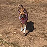 Brownie Bite joined the competition — help win amazing prizes! active, animal, canine, daylight, dirt, dog, dry_grass, ears, ground, muzzle, nature, outdoor, pet, pink_harness, playful, running, shadow, sunny, tail, walking