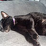 Belly Bell is registered to the contest to win money with this photo: black_cat, cat, sleeping, couch, indoor, pet, fur, relaxation, cozy, feline, collar, animal, domestic_animal, resting, home, comfortable, cute, whiskers, leisure, nap