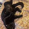 Belly Bell is registered to the contest to win money with this photo: black_cat, cat, pet, animal, feline, bedspread, patterned_bedspread, indoor, resting, sleeping, fur, whiskers, claws, relaxed, cozy, domestic_cat, cute, paw, tail, lying_down