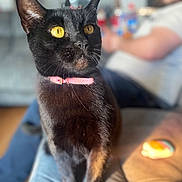 Belly Bell joined the competition — help win amazing prizes! cat, black_cat, pet, animal, indoor, collar, golden_eyes, feline, blurred_person, couch, living_room, relaxing, seated_person, domestic, fur, whiskers, closeup, portrait, sunlight, cozy