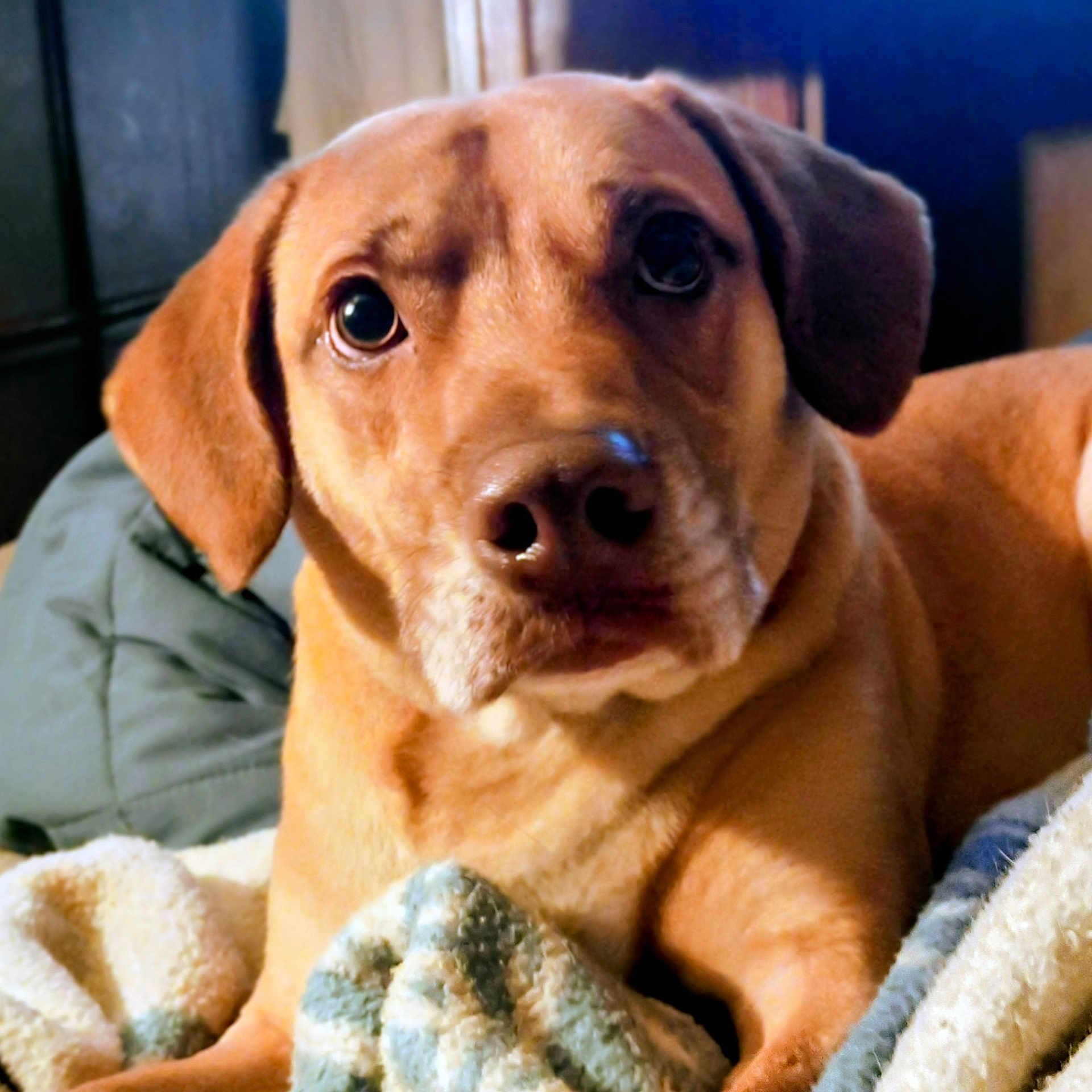Ammo is registered to the contest to win money with this photo: animal, bedroom, blanket, brown_fur, canine, close_up, comfort, companion, cozy, dog, domestic_animal, ears, fur, indoor, looking_at_camera, nose, pet, portrait, relaxed, soft_texture