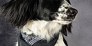 Tofu participe au concours pour gagner de l'argent avec cette photo : accessories, animal, bandana, canine, chihuahua, cockerspaniel, collar, collie, dog, headband, hound, leash, papillon, pet, pointer, puppy, strap