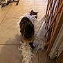 animal, boa, brown_cat, cat, cute, domestic, door_frame, feathers, floor, hallway, home, indoor, long_tail, pet, pet_bowls, shadow, tile_floor, walking, white_feathers, wooden_furniture