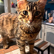 Achtung a rejoint le concours — aidez-le/la à gagner de superbes lots ! animal, blurred_background, cat, close_up, curious, domestic, ears, eyes, feline, fur, indoor, kitchen, pet, standing, striped, tabby, table, whiskers, wooden_table, young_cat