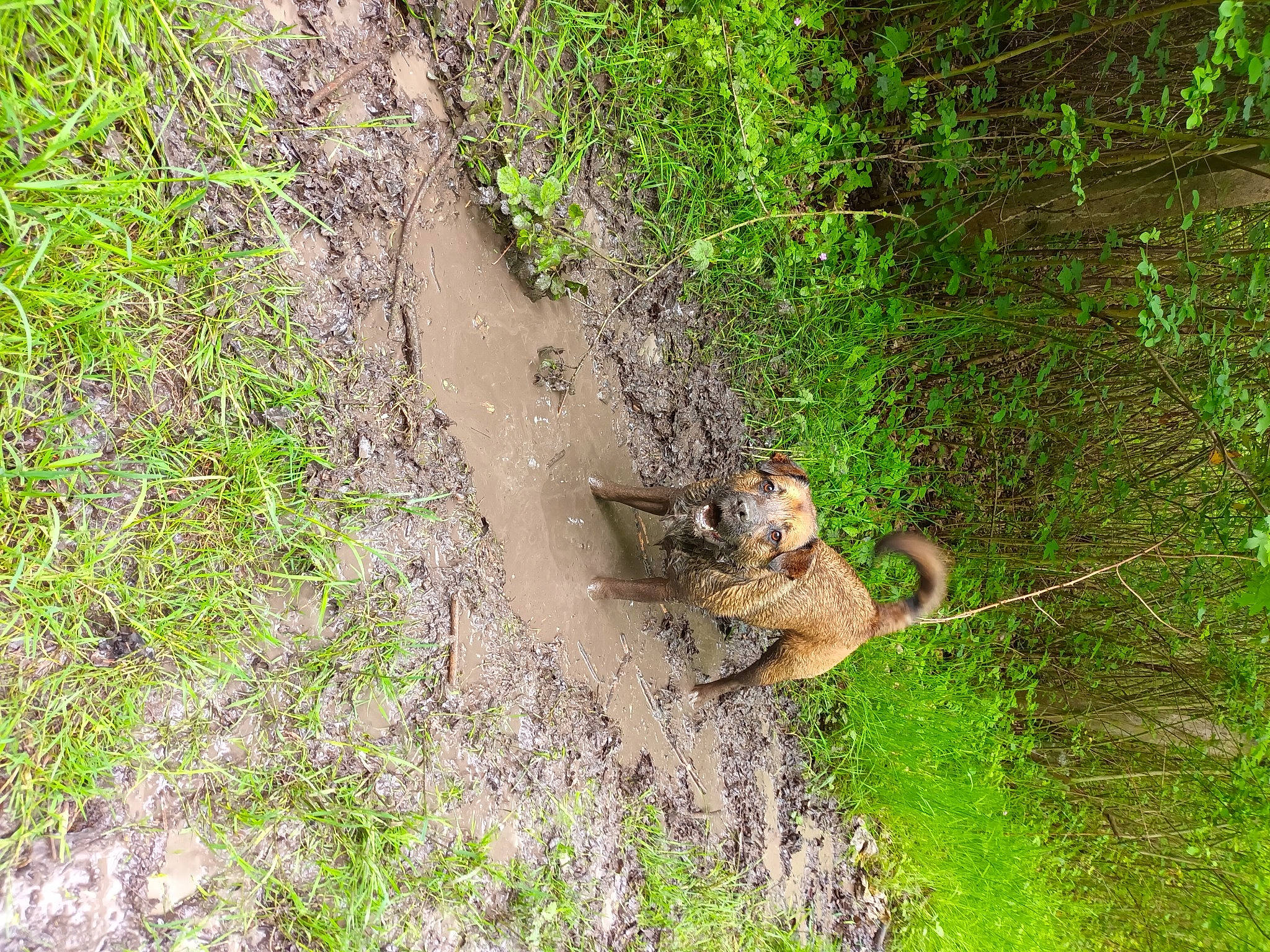 Max participe au concours pour gagner de l'argent avec cette photo : carnivore, dog_breed, domestic_short_haired_cat, felidae, forest, grass, groundcover, jungle, nature_reserve, plant, small_to_medium_sized_cats, snout, soil, sporting_group, tail, terrestrial_animal, tree, trunk, wildlife, wood