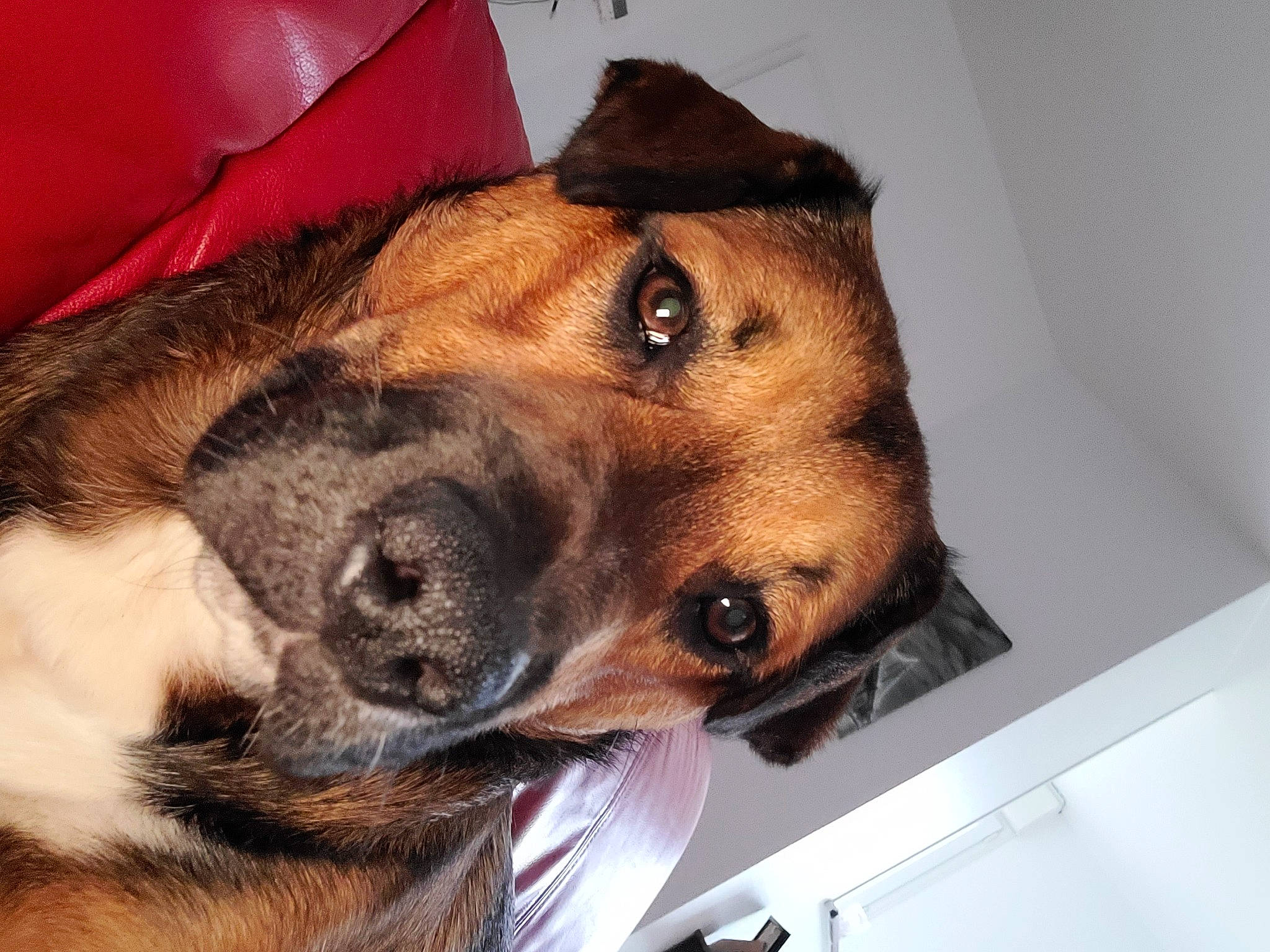 Max a rejoint le concours — aidez-le/la à gagner de superbes lots ! canidae, carnivore, collar, comfort, companion_dog, dog, dog_breed, dog_supply, ear, fawn, fur, guard_dog, hat, liver, paw, pet_supply, selfie, sporting_group, whiskers, working_animal