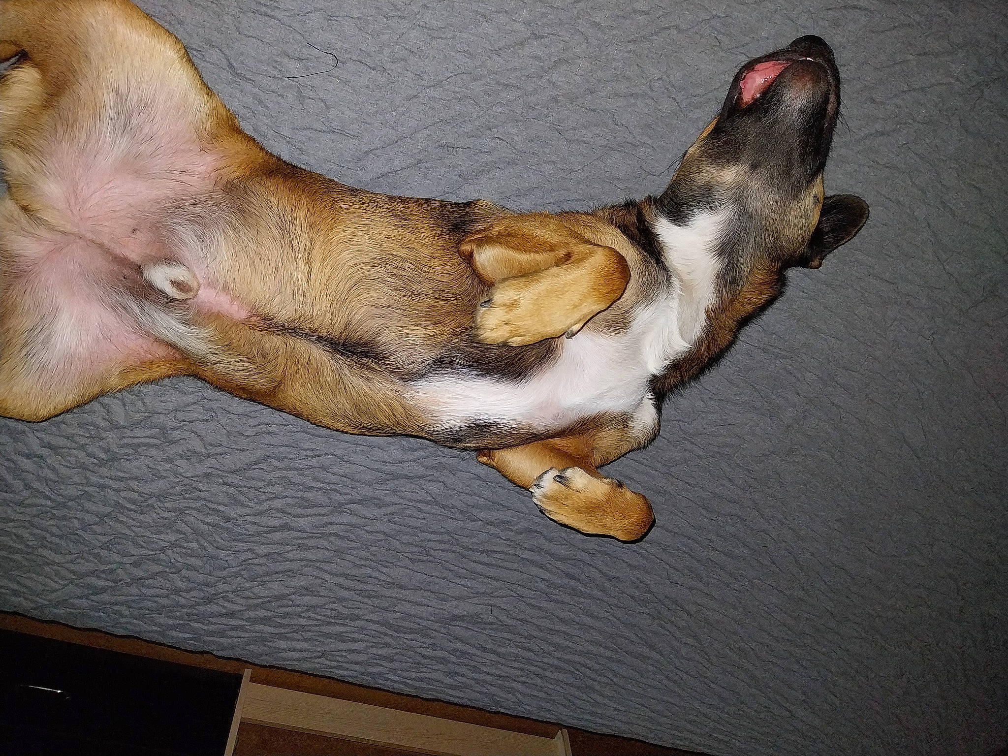 Max participe au concours pour gagner de l'argent avec cette photo : canidae, carnivore, claw, comfort, companion_dog, dog, dog_breed, fawn, foot, hound, human_leg, liver, paw, snout, sporting_group, stallion, tail, toe, whiskers, wood