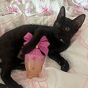 Kitty Juno joined the competition — help win amazing prizes! black_cat, kitten, perfume_bottle, pink_bow, bed, bedroom, floral_pattern, white_sheet, pink_pattern, cute, pet, animal, lying_down, soft_texture, cozy, domestic_animal, indoor, close_up, playful, curious