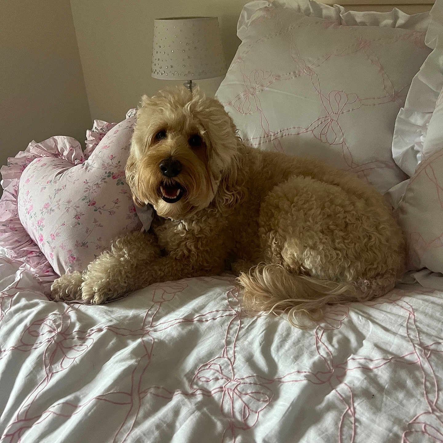 Dixie Doo is registered to the contest to win money with this photo: animal, bed, bedding, bedroom, comfortable, cozy, curly_fur, cute, dog, fur, home, indoor, lamp, pet, pillow, pink, relaxed, resting, smiling, white