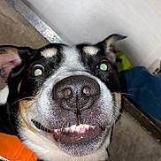 Santa is registered to the contest to win money with this photo: animal, black_and_white_fur, canine, carpet, close_up, companion, dog, domestic, ears, funny_face, fur, indoor, muzzle, orange_harness, pet, playful, smiling, snout, teeth, wide_eyes