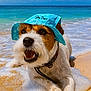dog, beach, sand, ocean, waves, hat, blue, pet, canine, summer, water, happy, animal, outdoor, sunny, playful, collar, paw, foam, relaxation